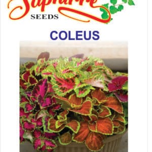 Premium Coleus Rainbow Mixed Color
