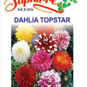 Premium Dahlia Topstar Mixed Color
