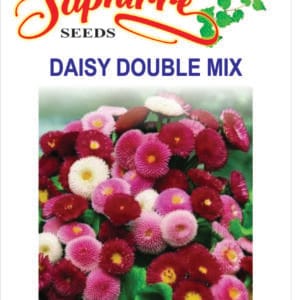 Premium Daisy Double Mixed Color (Bellis perennis)