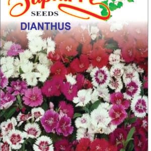 Premium Dianthus barbatus (Sweet William) Mixed Color