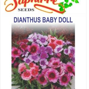 Premium Dianthus "Baby Doll" Mixed Color