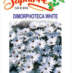 Premium Osteospermum & Dimorphotheca White Color