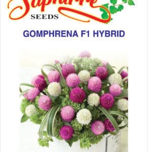 Premium Gomphrena (Globe Amaranth) Mixed Color