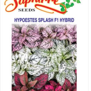Premium Polka Dot Plant (Hypoestes phyllostachya)