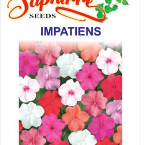 Premium New Guinea Impatiens (Impatiens hawkeri)