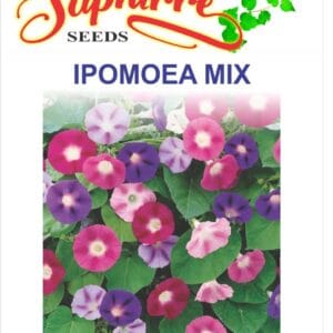 Premium Ipomoea (Morning Glory) Mixed Color