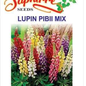 Premium Lupin Pixie Dwarf Mixed Color
