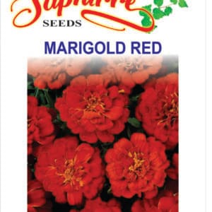 Premium French Marigold (Red)