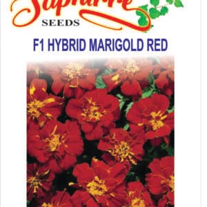 Premium French Marigold F1 Red