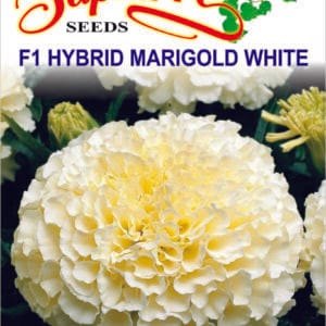 Premium Marigold F-2 Vanilla White