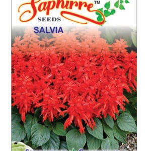 Premium Salvia F1 Hybrid Mixed Color