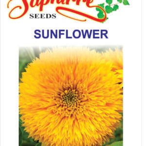 Premium Sunflower Sungold
