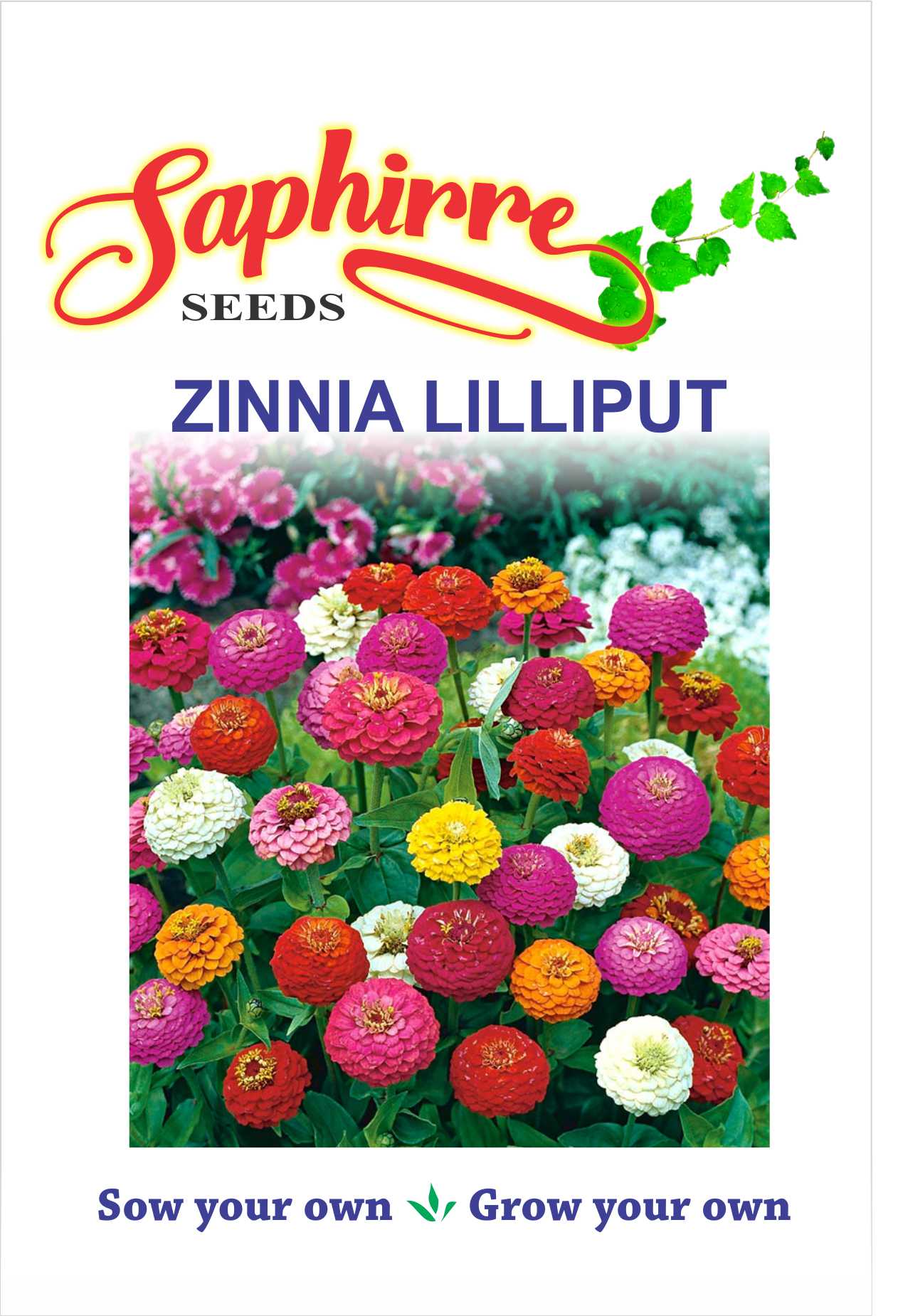 f-zinnia-lilliput