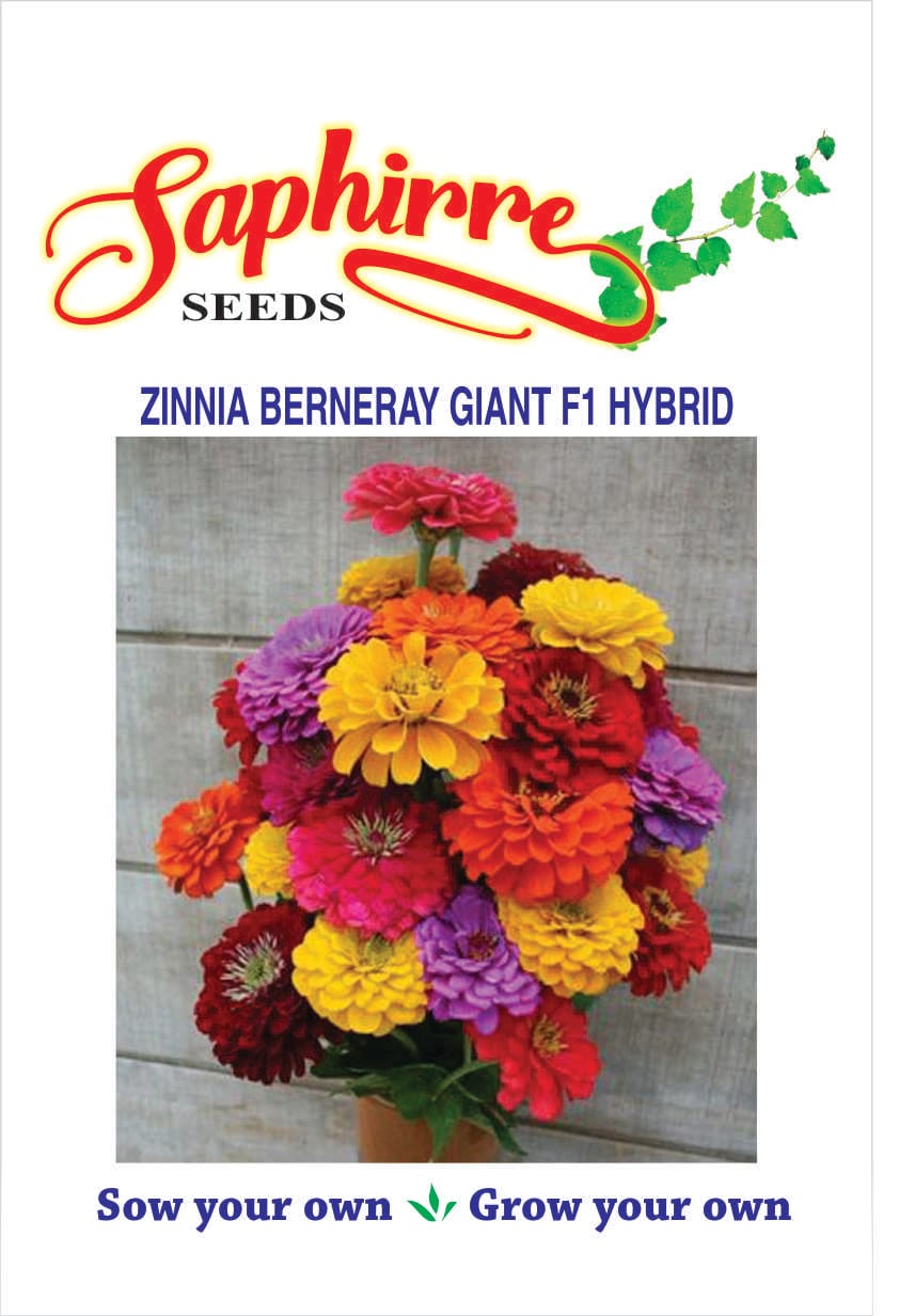 f-zinnia