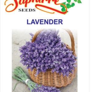 Premium Lavender (Lavandula angustifolia)