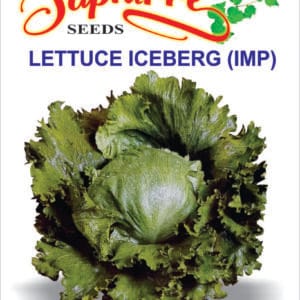 Premium Lettuce Iceberg Salista