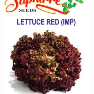 Premium Lettuce F1 Dark Black Rose