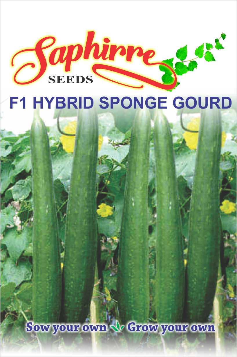sponge-gourd