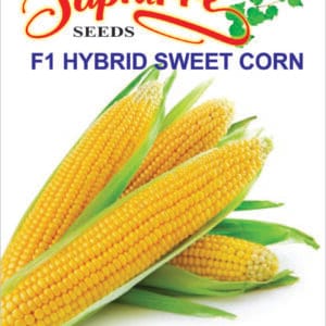 Premium Sweet Corn F1 Hybrid Seeds