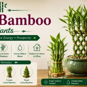 Lucky Bamboo Plants