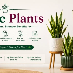 Snake Plants