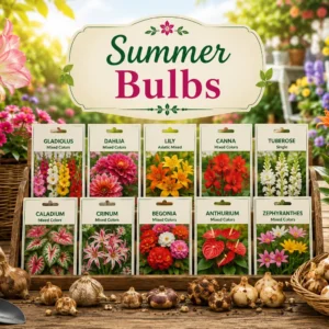 Summer Bulbs